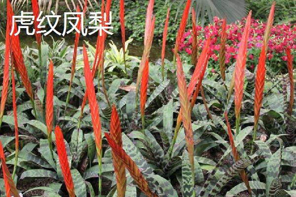凤梨花的种类，不同品种各具特点