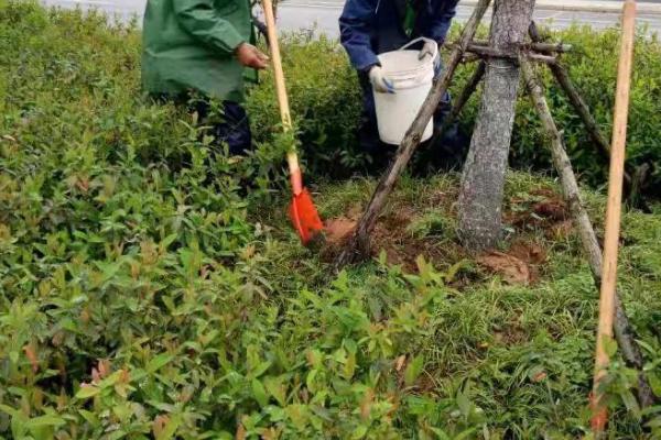 苗木苗圃如何施肥，需根据土壤的保肥能力和养分含量决定施肥类型