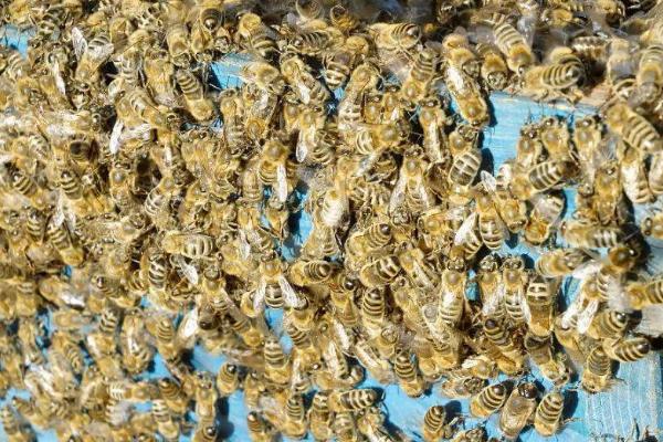 越冬蜂群空飞的原因，蜂巢内出现病害会导致