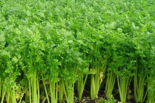 秋季芹菜如何管理水肥，扣膜后要结合浇水追施尿素和硫酸钾