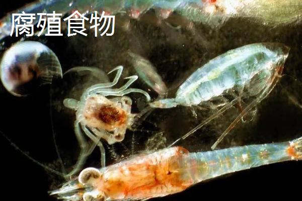 螃蟹吃什么东西能快速生长，人工饲养时可投喂动物性饵料