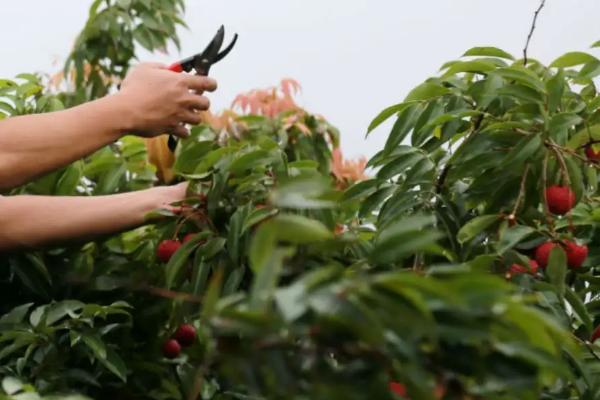 荔枝怎么管理，幼树期和结果期要注意追肥