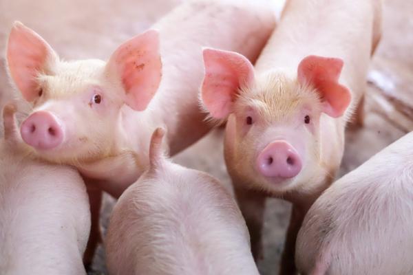 2022年养猪前景，产生的效益并不理想