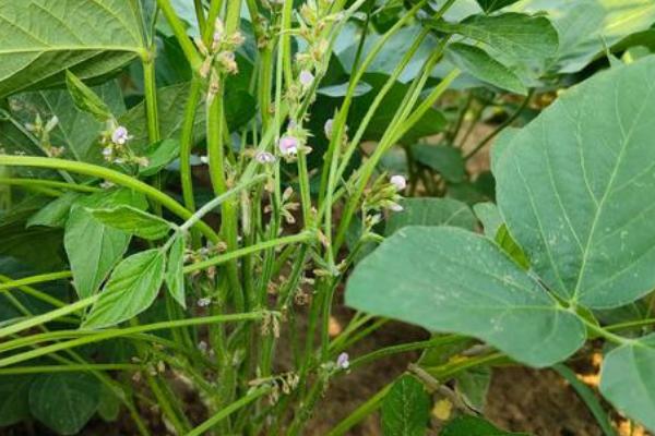 大豆花荚期怎么管理，需做好排水降渍工作