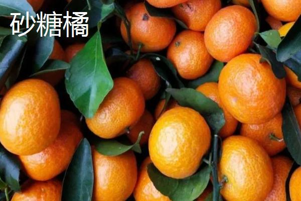 中晚熟柑橘品种，砂糖橘常在12月底上市