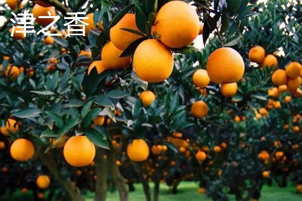 中晚熟柑橘品种，砂糖橘常在12月底上市