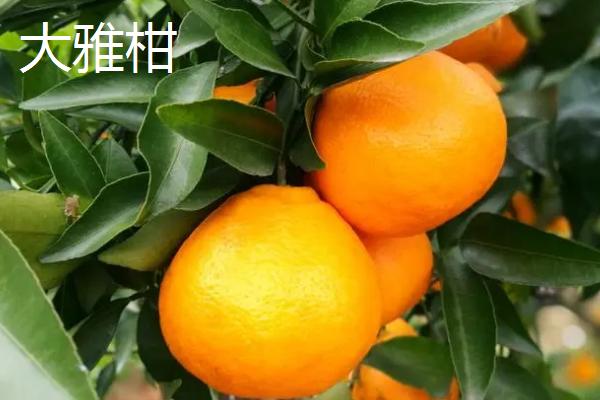 中晚熟柑橘品种，砂糖橘常在12月底上市