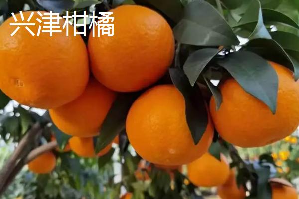 中晚熟柑橘品种，砂糖橘常在12月底上市