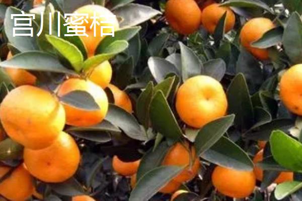 中晚熟柑橘品种，砂糖橘常在12月底上市