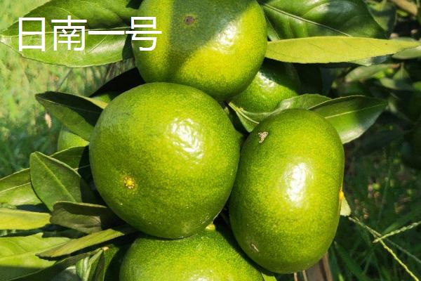 中晚熟柑橘品种，砂糖橘常在12月底上市