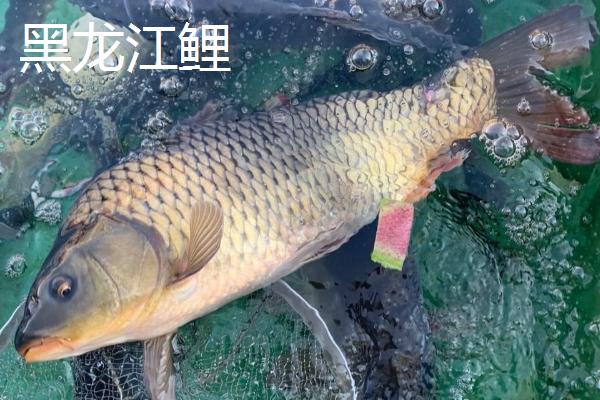 四大家鱼为何不包括鲤鱼，原因是为了避讳