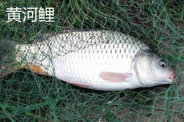 四大家鱼为何不包括鲤鱼，原因是为了避讳