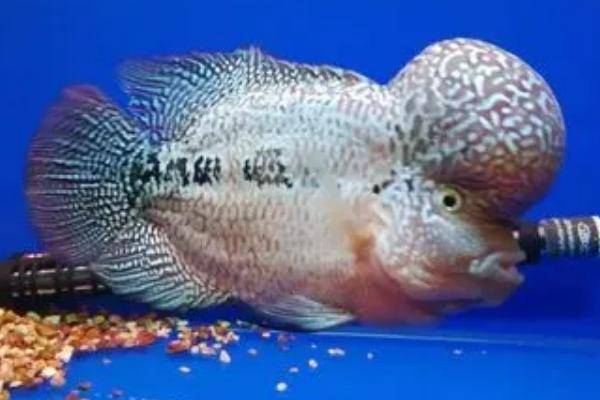 如何饲养罗汉鱼才能快速起头，饲喂起头料是简单方法