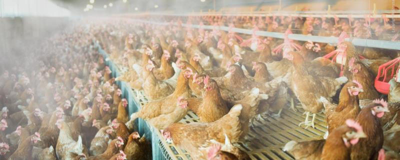 夏季养鸡如何防控禽流感，鸡舍的通风工作要做好