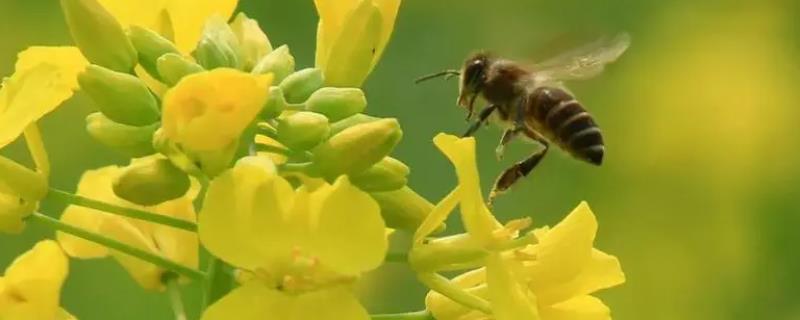 蜜蜂是益虫还是害虫，属于典型的益虫