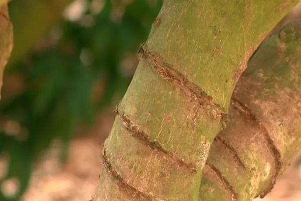 荔枝如何控梢，切断部分侧根可抑制冬梢生长