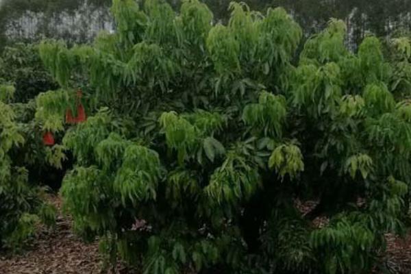 荔枝如何控梢，切断部分侧根可抑制冬梢生长