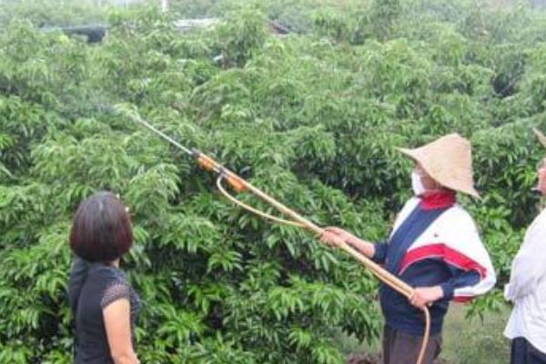 荔枝如何控梢，切断部分侧根可抑制冬梢生长