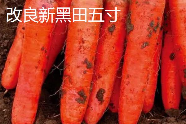 常见的胡萝卜品种，包括红森和超级红芯等种类