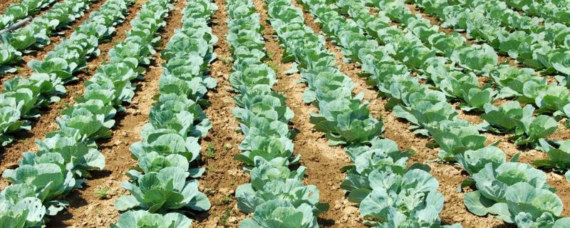 一亩地种多少颗白菜，通常可栽种4000-4500株左右