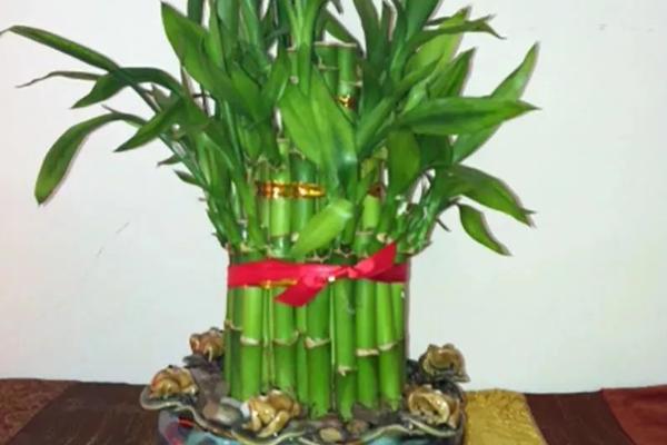 怎么养富贵竹才能让它更旺盛，种植过程中要注意定期施肥