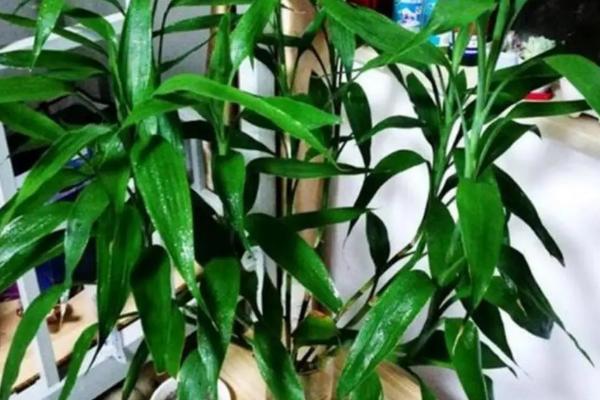 怎么养富贵竹才能让它更旺盛，种植过程中要注意定期施肥
