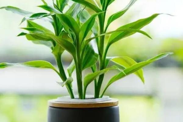 怎么养富贵竹才能让它更旺盛，种植过程中要注意定期施肥