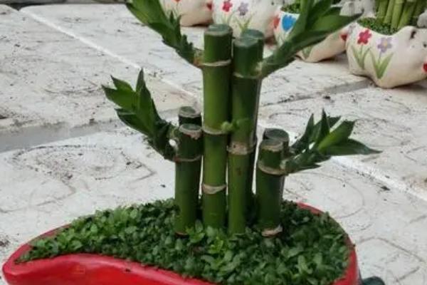 怎么养富贵竹才能让它更旺盛，种植过程中要注意定期施肥