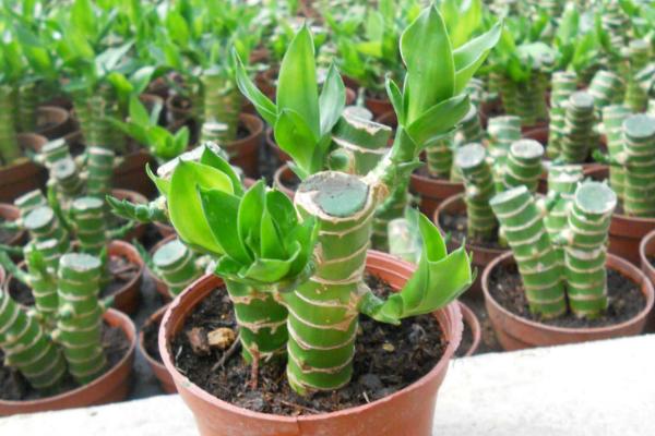 怎么养富贵竹才能让它更旺盛，种植过程中要注意定期施肥