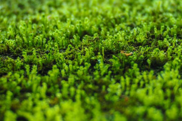 蝴蝶兰怎么养殖，可选用苔藓、碎瓦及树皮作为基质