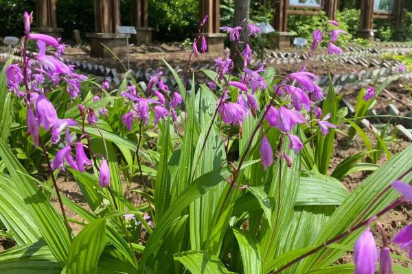 回乡创业可种植哪些中药材，白芨和金银花等品种均为合适选择