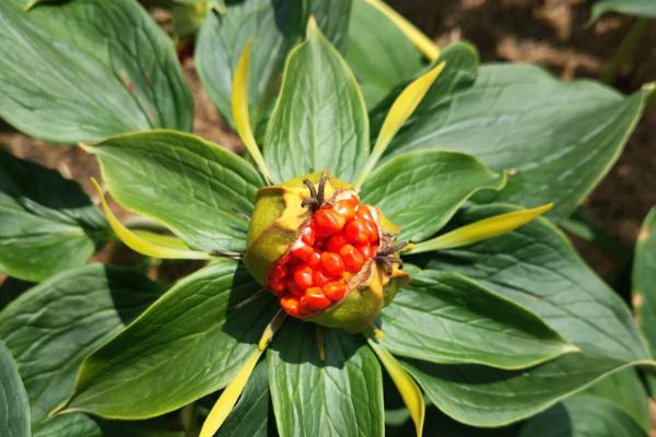 回乡创业可种植哪些中药材，白芨和金银花等品种均为合适选择