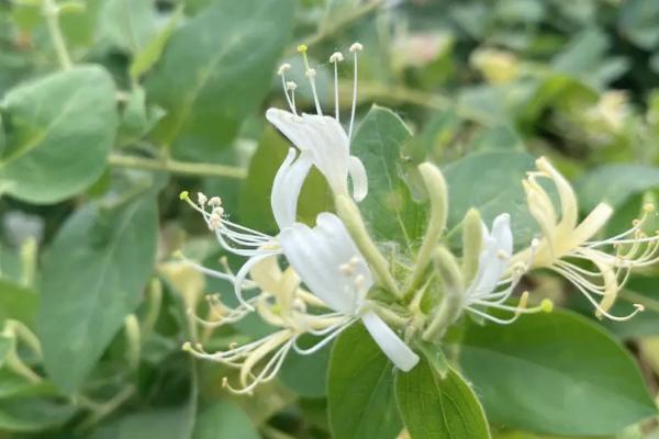 回乡创业可种植哪些中药材，白芨和金银花等品种均为合适选择