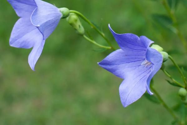 回乡创业可种植哪些中药材，白芨和金银花等品种均为合适选择