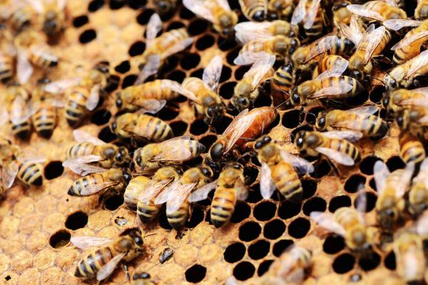 防治蜂螨的适宜方法，可将杀螨1号均匀喷洒在蜂体上