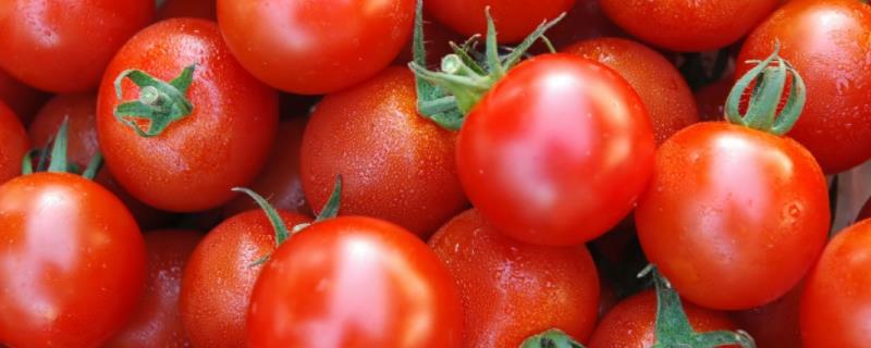 番茄细菌性斑点病怎么防治，发病初期可喷洒农用链霉素