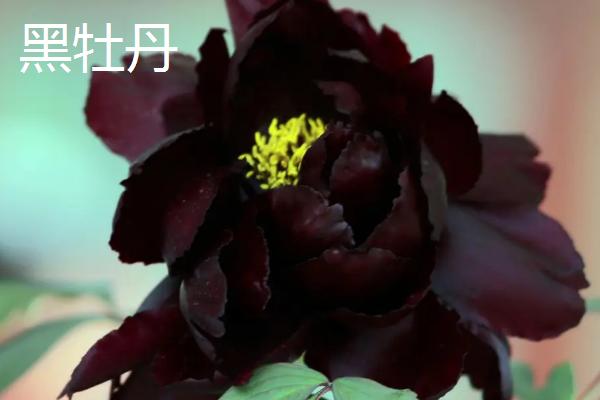 黑色花很少见的原因，在光照下难以存活