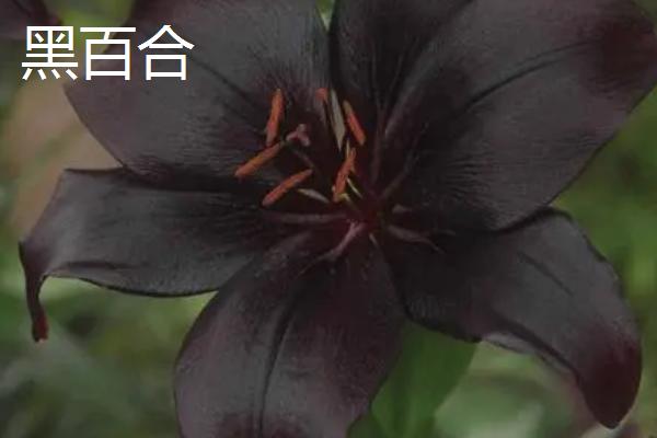 黑色花很少见的原因，在光照下难以存活
