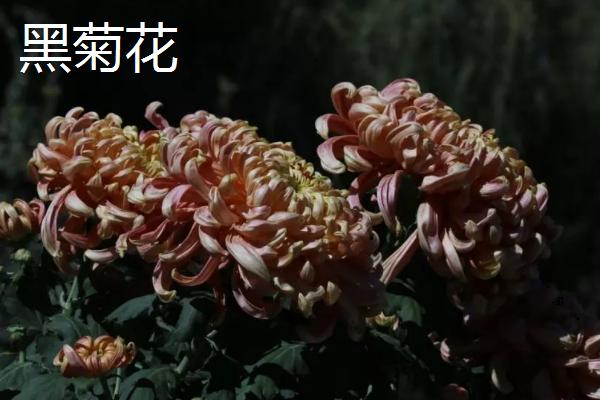 黑色花很少见的原因，在光照下难以存活