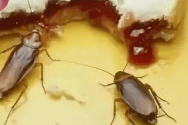 为何将蟑螂称为小强，原因是它们的生命力极强