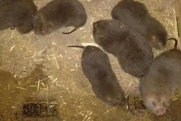 新手养竹鼠要注意什么，养殖环境要避光且安静