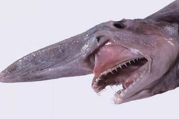 什么是哥布林鲨，属于罕见的深海鲨鱼