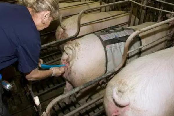 如何正确对母猪人工配种，需挑选体质健壮的公猪提取精液