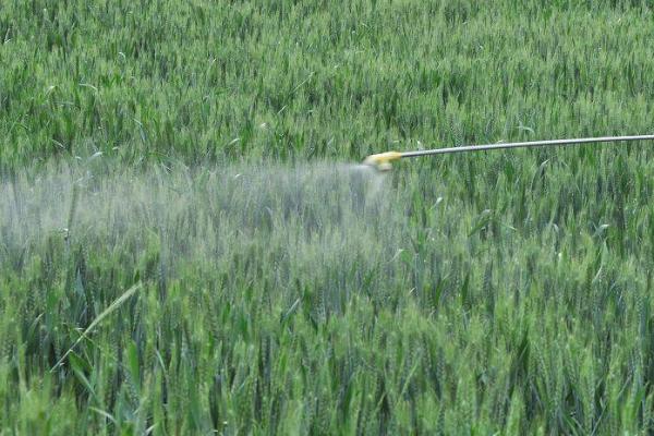 防治小麦红蜘蛛的方法，清除杂草可破坏害虫的生活场所