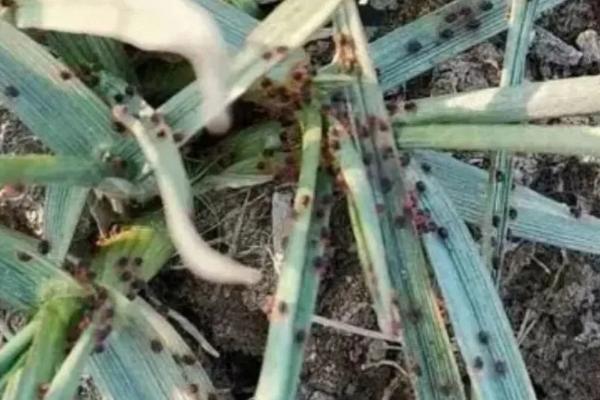 防治小麦红蜘蛛的方法，清除杂草可破坏害虫的生活场所