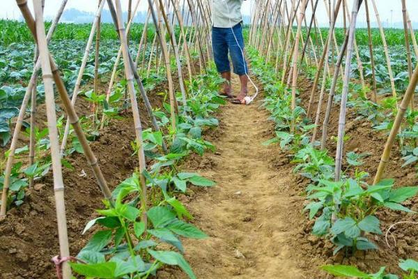 搭建豆角架的方法，小规模种植可进行单组搭架