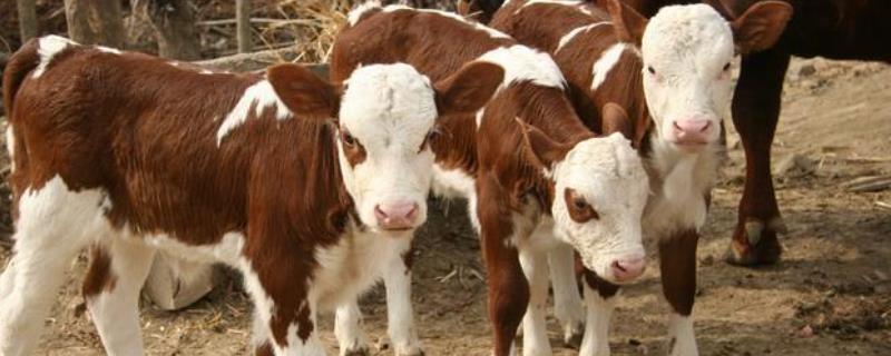 新生犊牛死亡原因及预防措施，找准原因综合防治