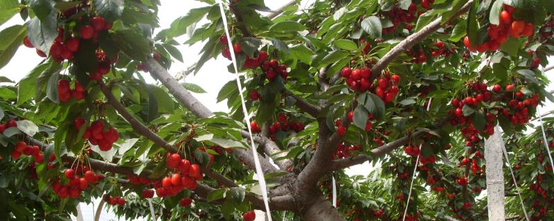 温室种植樱桃的注意事项，发生根癌病几率更高