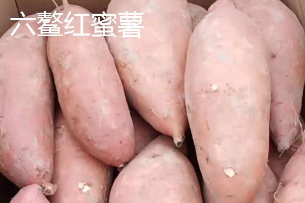 黄心红薯的品种，常见的品种为秦薯九号
