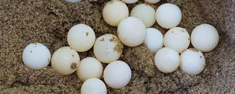 甲鱼蛋的孵化方法，需将温度保持在30-32℃